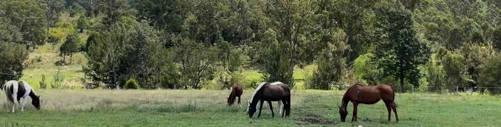 horses out on a field