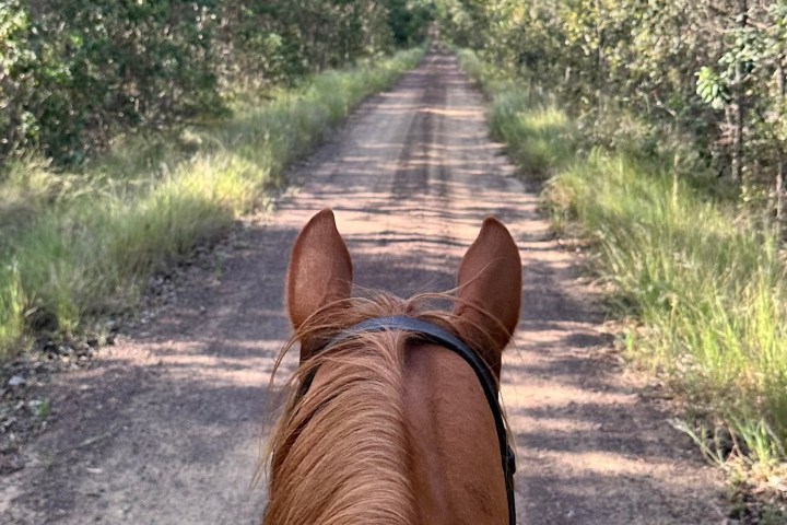 a brown horse standing on top of a dirt road